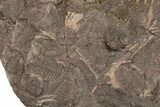 Ordovician Trilobite Mortality Plate - Tafraoute, Morocco #267374-1